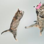 Two cats jumping in the air with a butterfly on their head.