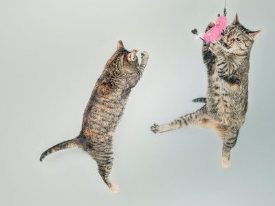 Two cats jumping in the air with a butterfly on their head.